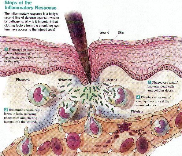 A hámsérülés és a szöveti sérülés, a seb gyulladást vált ki, a gyulladás folyamatai egymásra épülnek, amelyek odavonzzák a falósejteket a