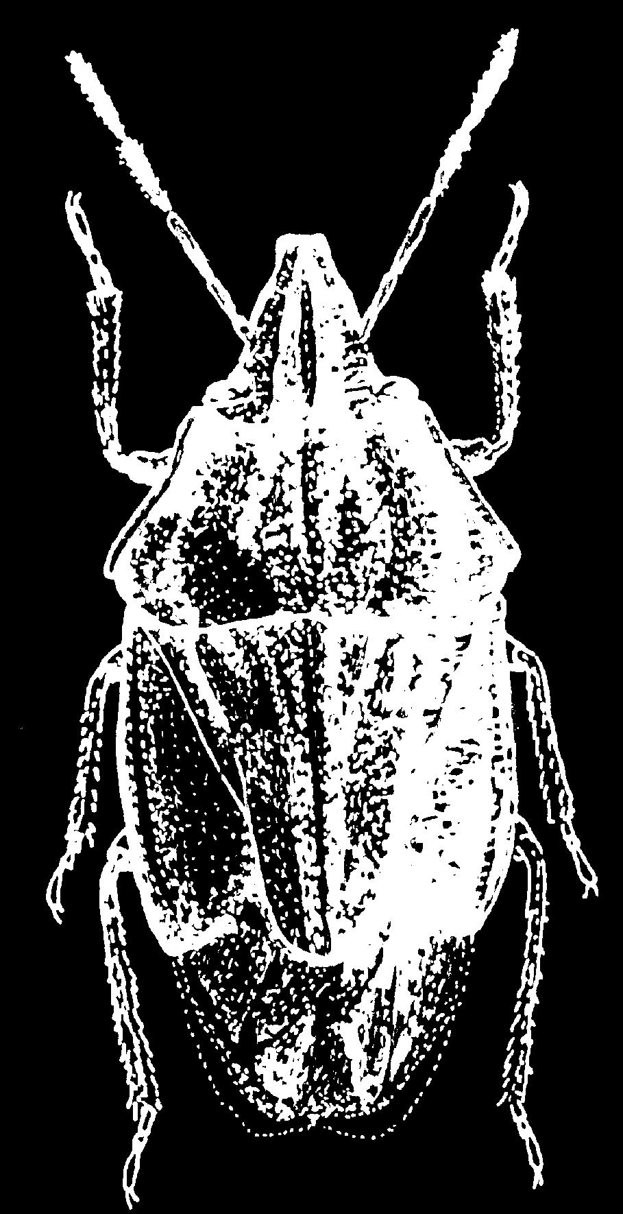 Társaság tájékoztatója 43. szám, 2006.