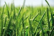 vario MACRO MEZŐGAZDASÁG - ÉLELMISZERIPAR Vario MAX Ideális