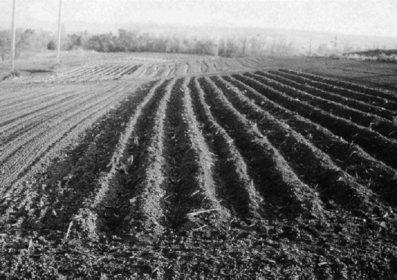 8. fotó: Kukoricavetés előtt felújított bakhátak Állandó sor- és sorköz formáció létrehozása lejtős területen, talajvédelmi és termesztési céllal (8.