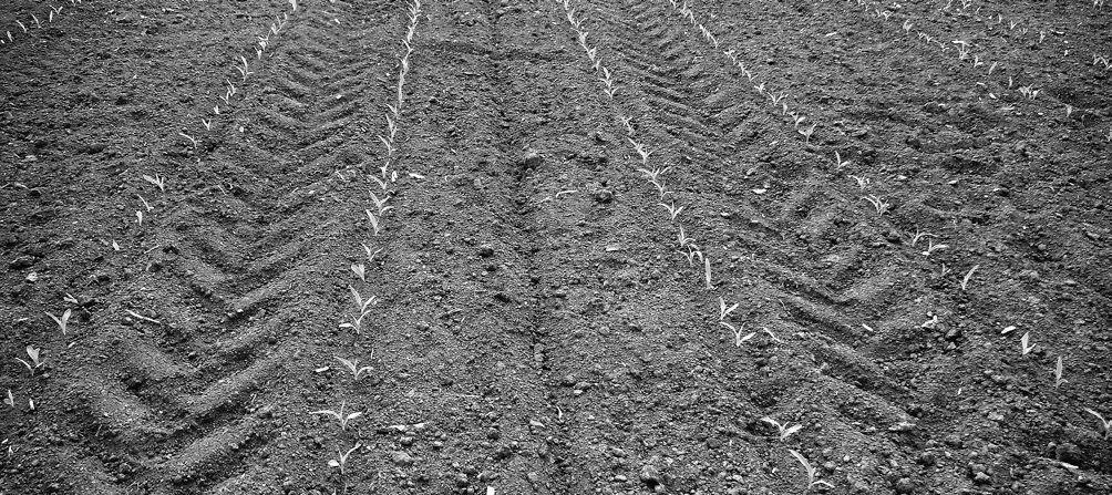 11. fotó: Vetőmag-kukorica magágyfelszín. Első védelem az eliszapolódással szemben A magvak betakarása, a meglazított talaj magvakhoz nyomása és a magágy felszínének formálása.