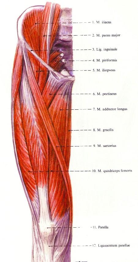 A medence és a láb izmai m. iliacus m. psoas major m.