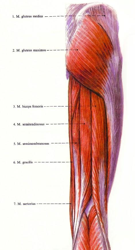 glutei (m. gluteus maximus) Combon: flexorok -hátul!