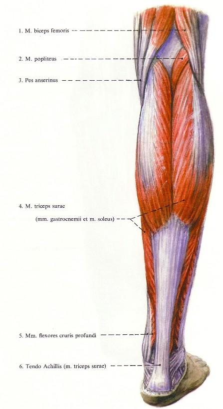 peroneus longus et brevis) hátul: peroneus bénulás!