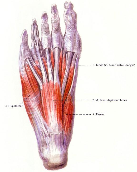 triceps surae ina az Achilles-ín mm.