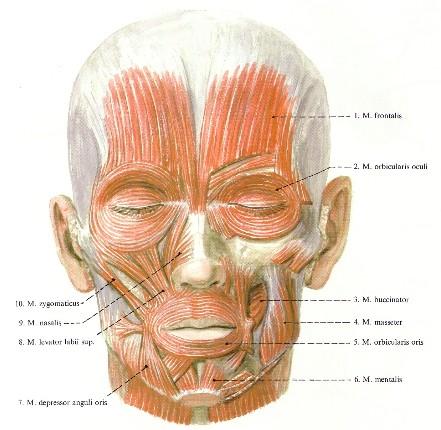 Arcizmok: 2 nagy körkörös lefutású mimikai izom: musculus orbicularis oris 4 kis, ajkakat mozgató mimikai