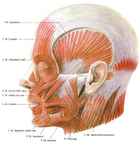 depressor anguli oris szájszegletet lebiggyeszti m.