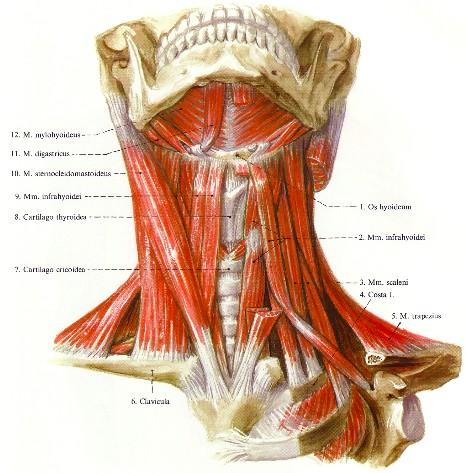 állkapocstól fut két oldalt az os hyoideum (nyelvcsont)-ig