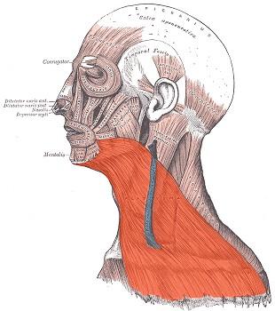 stylohyoideus manubrium sterni, clavicula proc.