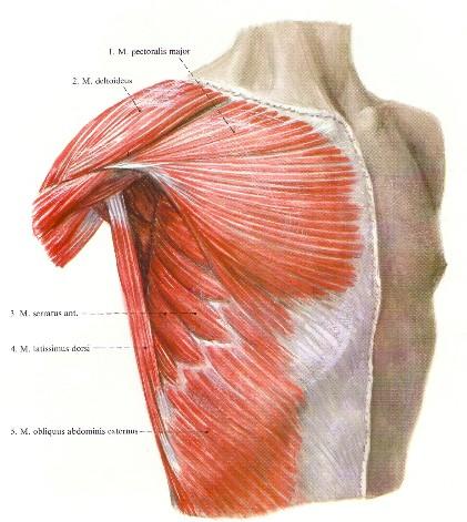 Mellizmok m. pectoralis major m.