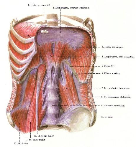 serratus anterior (fűrész szerű) mm.