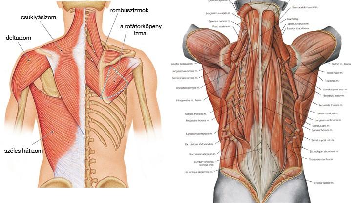 Hátizmok (kívülről befele) m. trapezius (csuklyás izom) mm. rhomboidei (rombusz izmok) m.