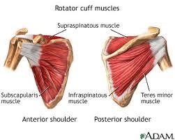 Antagonista izmok m. latissimus dorsi (a humerus hátulján tapad, széttárja a karokat) pectoralis major (a humerus elülső felszínén tapad, ölelő mozdulat) mm.