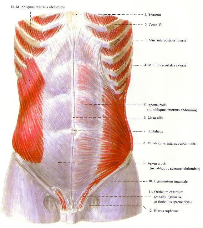 Hasizmok m.