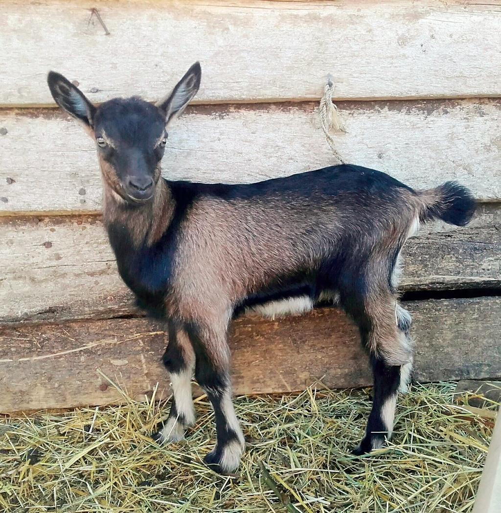 az anyáinkhoz a megfelelő bakot.