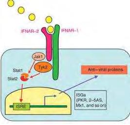 típusú interferont gátolja, mely a JAK1/tirozinkináz heterodimer-en keresztül ad szignált antivirális fehérjék termelődéhez