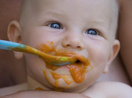 tápfelvétele, annál többet esznek választás után - Gut organs develop better with better feed intake - Bél szervek jobban fejlődnek magasabb
