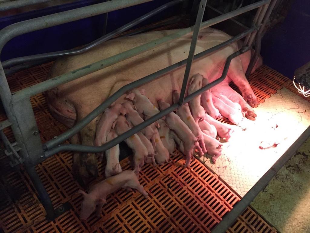 The imbalance in practice Egyensúly felborulása a gyakorlatban - Highly prolific sow genetics increase the number of live born piglets (even up to 17+) - A magas termelékenységű kocáknál az élve