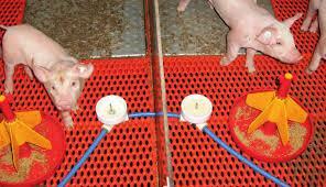 rendszerekben Artificial external sow box