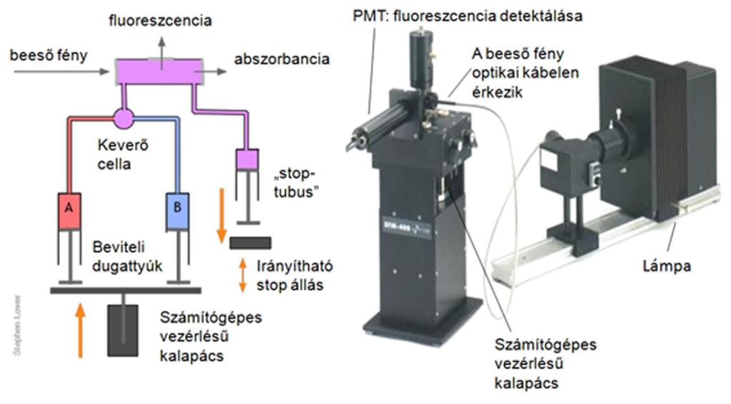 A stopped-flow módszer Reakciók kinetikai jellemzésére különösen alkalmasak a stopped-flow mérések, mivel ez a technika lehetőséget ad a reakciók időbeli követésére igen kis holtidővel (akár 1 ms).