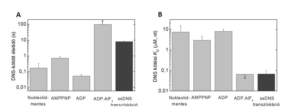 21. ábra: RecQ DNS-kötő állandóinak összehasonlítása különböző nukleotid állapotokban és az ssdns transzlokáció alatt mért értékkel: A, DNS-kötött életidő a RecQ különböző nukleotid állapotaiban