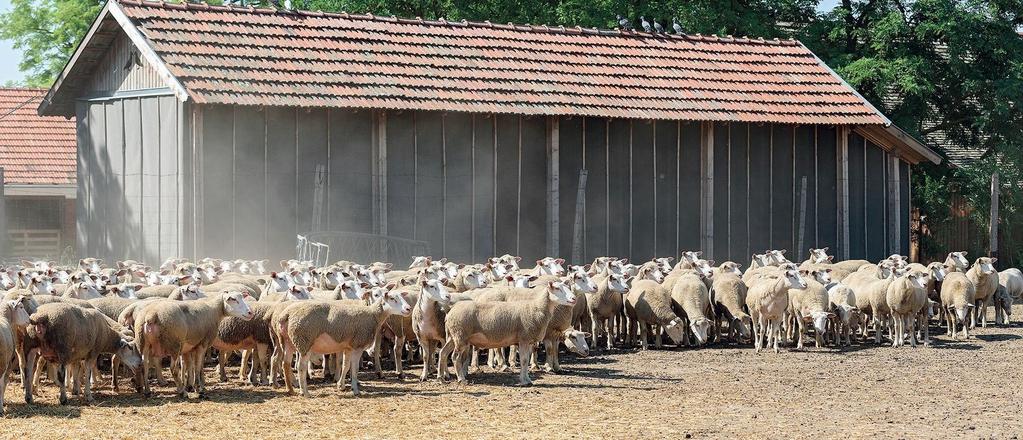 2018: Juhtenyésztési Nagydíj Hódmezővásárhelyen. Anyajuhok a kifutón Ki az a Vad Andrea?