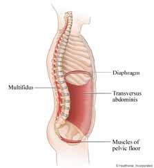 STUDY-All gain, no pain Possible pathogenesis of muscle pain and injury It becomes evident that most back pain is caused by disturbances of the muscles, ligaments, and nerve roots pressed by disks