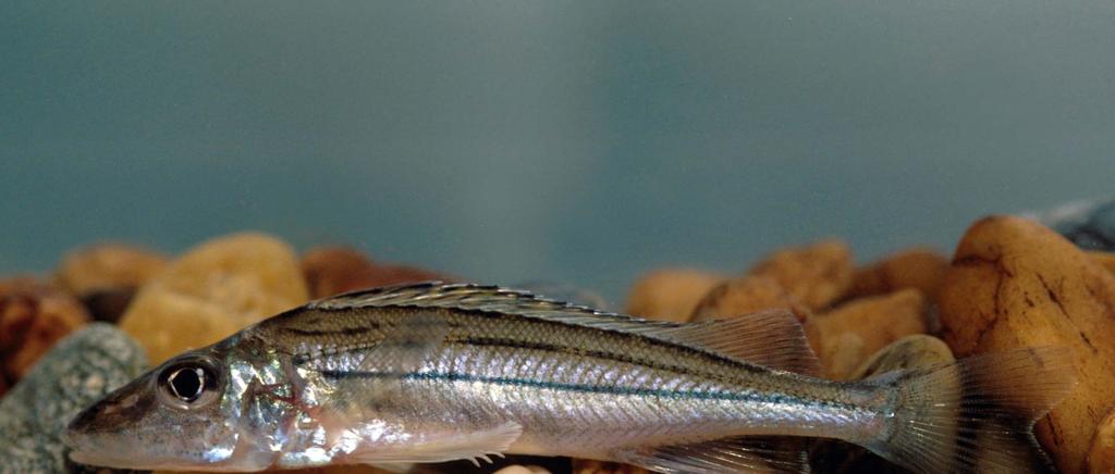 Selymes durbincs (Gymnocephalus schraetser) A
