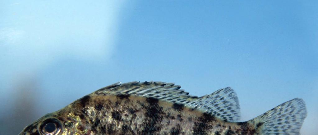 Széles durbincs (Gymnocephalus baloni) Átlagos