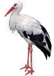 Madarak 1.