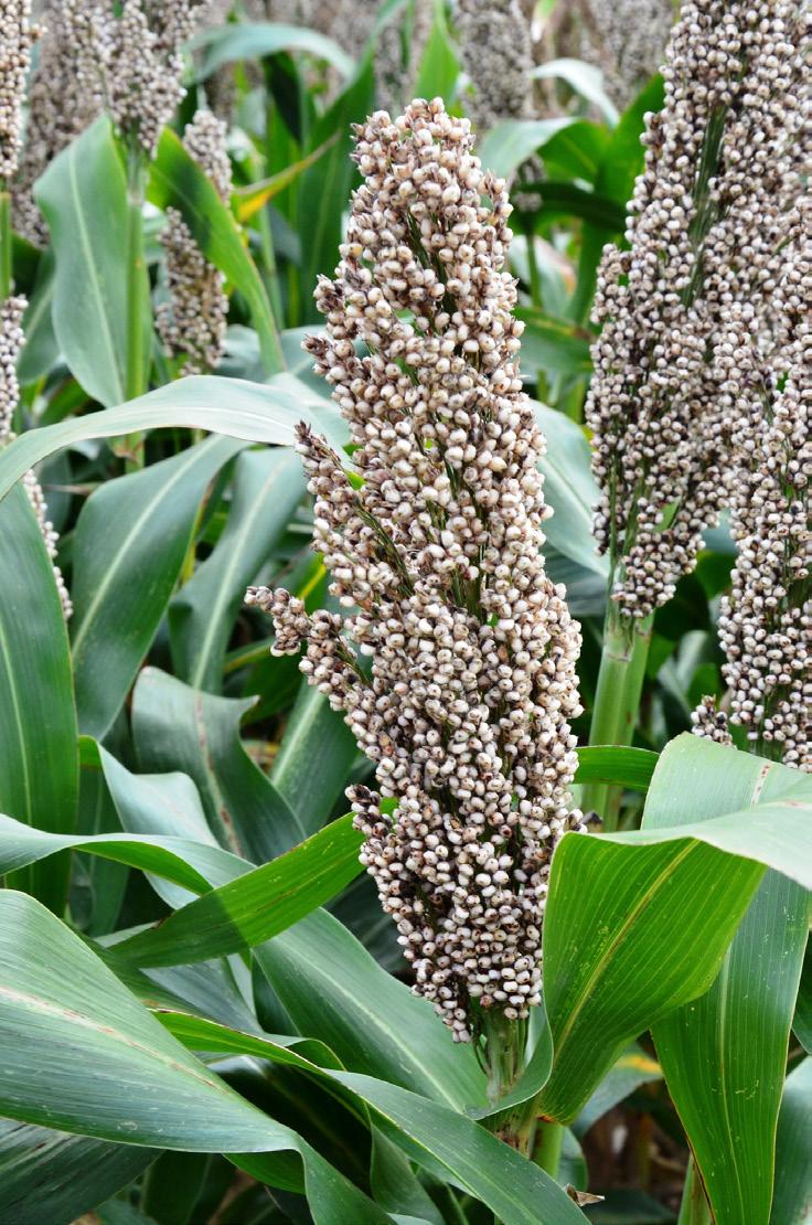 CIROK ES ALBANUS Korai, fehér színű szemes cirok Terméspotenciál: 8-10 t/ha Tannin mentes Átlag feletti alkalmazkodóképesség A termés fehér színe miatt keresett Alacsony növény, erős