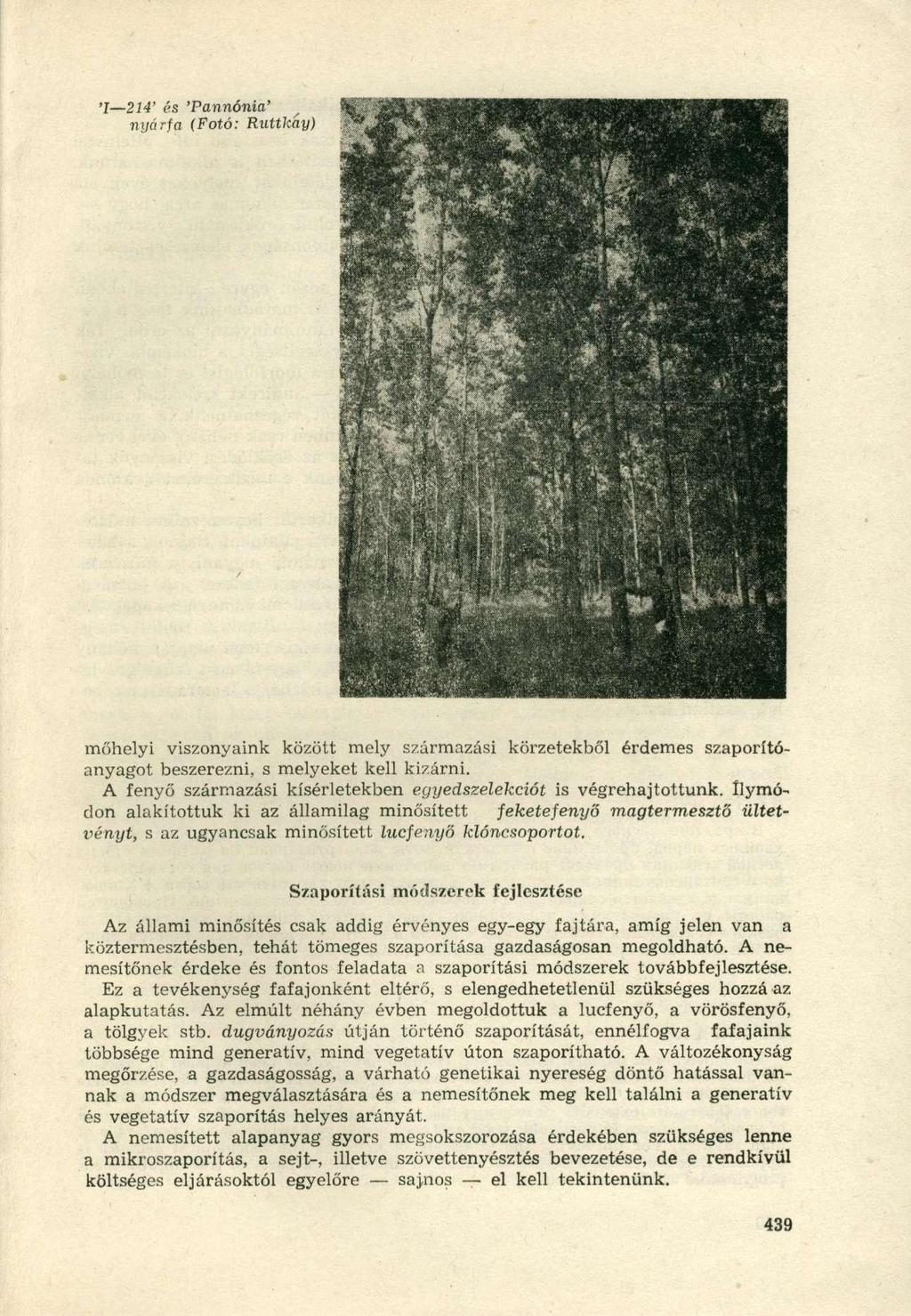 'I 214' és 'Pannónia' nyárfa (Fotó: Ruttkáy) mőhelyi viszonyaink között mely származási körzetekből érdemes szaporítóanyagot beszerezni, s melyeket kell kizárni.