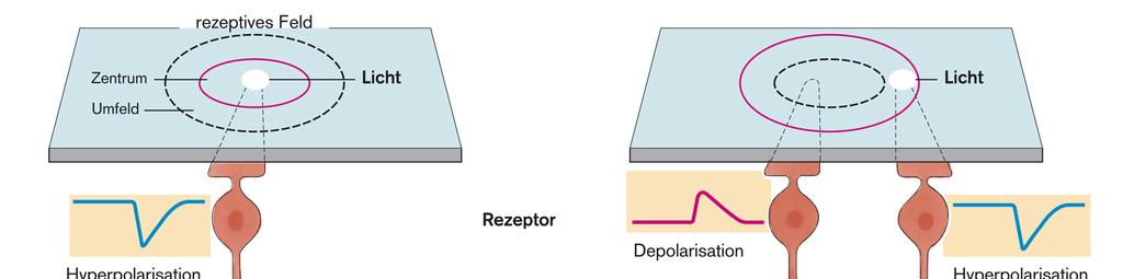 receptor hyperpolarizáció