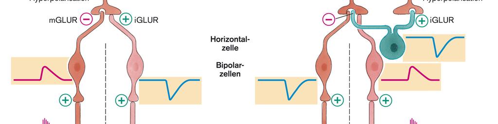 hyperpolarizáció bipoláris