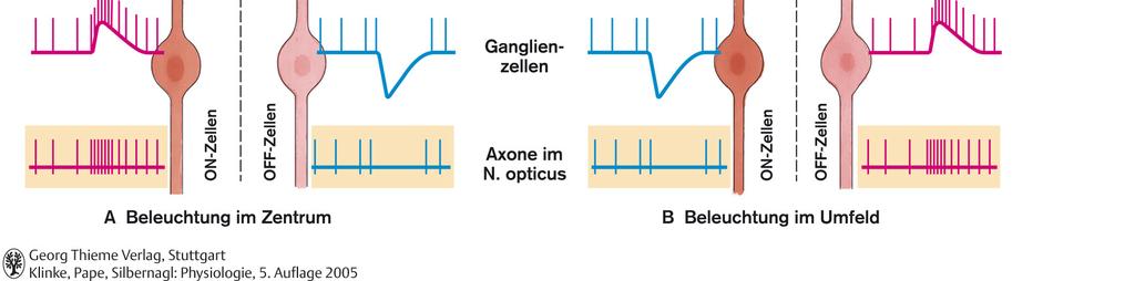 n. opticus ON OFF A