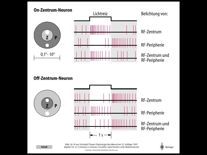 ON központú ganglionsejt fény megvilágítás helye központ periféria központ + periféria OFF központú ganglionsejt fény központ periféria központ + periféria 21 A retina ganglionsejtjei receptív mezők: