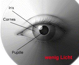 A pupillareflex Fényforrás ggl. ciliare n. opticus preganglionáris parasymp. rostok(n. III).
