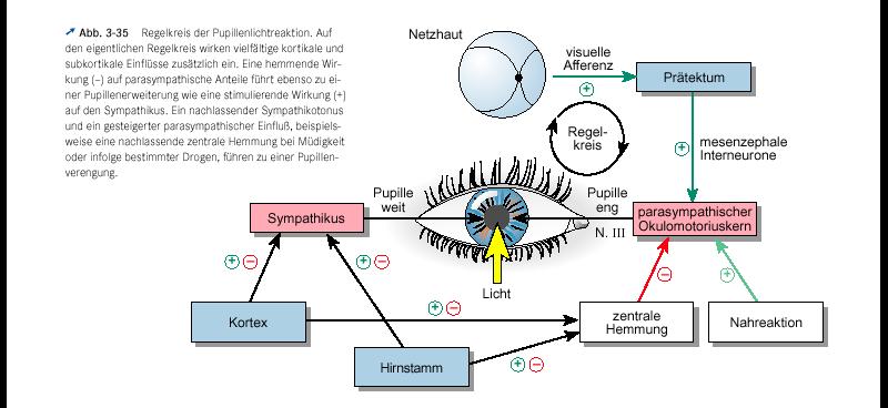 retina vizuális afferens pretectum mesencephalicus interneuron szimpatikus