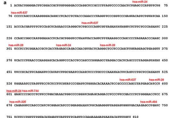 Szomatikus MEN1 mutációk A 40 szövetből 10-ben igazolódott MEN1 mutáció (25%) 11 sporadikus PHPT