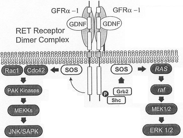 A RET receptor szerkezete és működése, normális illetve