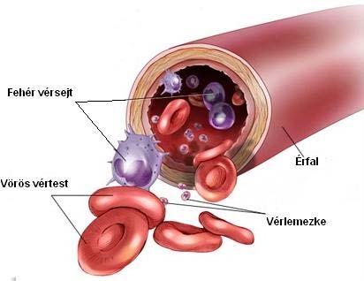 A vér folyékony sejtközötti állományú kötőszövet.