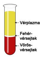 Vérplazma: az össztérfogat 55% - a Összetevői: Víz (plazma 90%-a) Fehérjék (albumin, globulin)