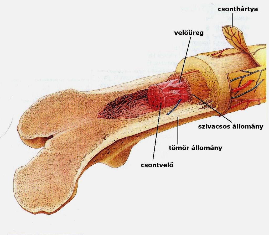 Vörös csontvelő: Felnőttkorban a vörösvérsejtek, granulociták,