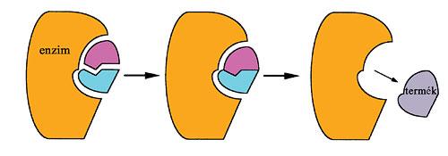 Enzimek Az enzimek olyan fehérjék, amelyek katalizátorként irányítják,