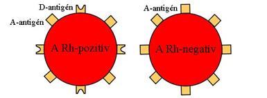 Az emberek jelentős részének (kb. 85%) vörösvértestei tartalmaznak egy Rh jelzésű összetett fehérjét (D-antigén).
