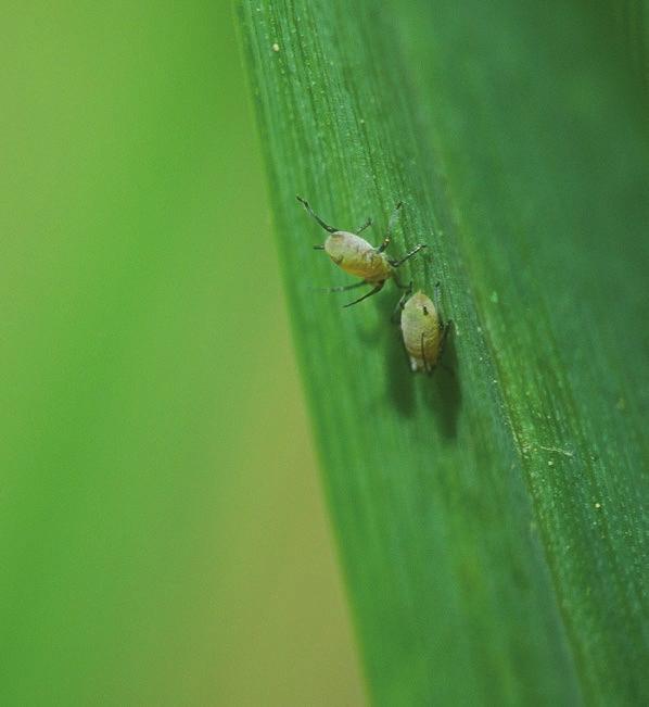 Ez kiemelten fontos a vetőmag-előállítással és -kereskedelemmel foglalkozó vállalatok számára. 100 80 Vitavax-szal kezelt magtételek csírázási erélye 12 hónapos tárolás után (NEDVES SZŰRŐPAPÍR TESZT.