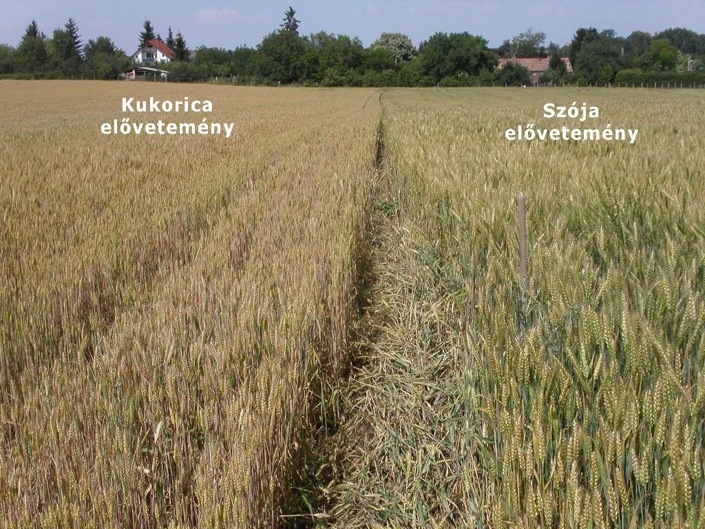 A búza hozama közel 25 %-kal több volt a szója elővetemény után