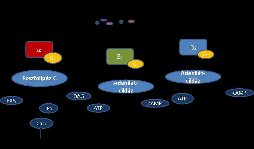 szabályozásában az α receptorok mellett a β-adrenerg receptorok is szerepet játszanak.