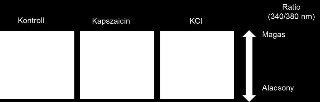 A kapszaicinre 10 sejt esetében (a 28 vizsgált sejtből, a 12. A és 12. B ábrákon a reprezentatív kísérlet eredménye látható) intracelluláris Ca 2+ -koncentráció növekedését tapasztaltuk.