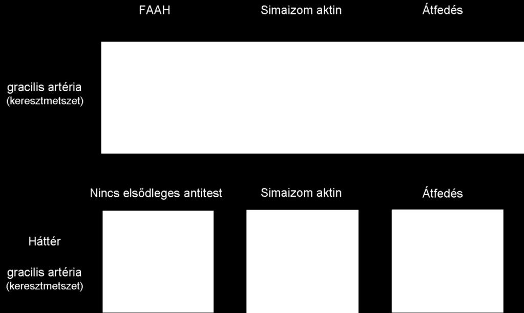Annak vizsgálatára, hogy mely sejttípusban van jelen, immunhisztokémiai módszereket használtunk. Egy reprezentatív eredményünk látható a 27. ábrán.